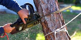 Reliable Bel Nor, MO Tree Services Solutions