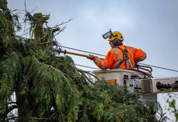 How Our Tree Care Process Works  in  Bel Nor, MO